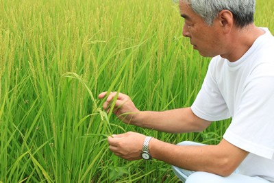 特別栽培米生産者