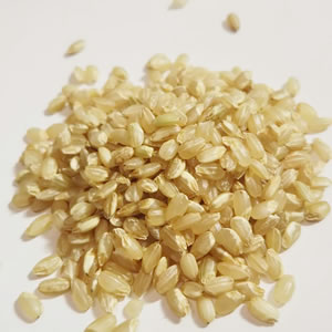 精選 玄米